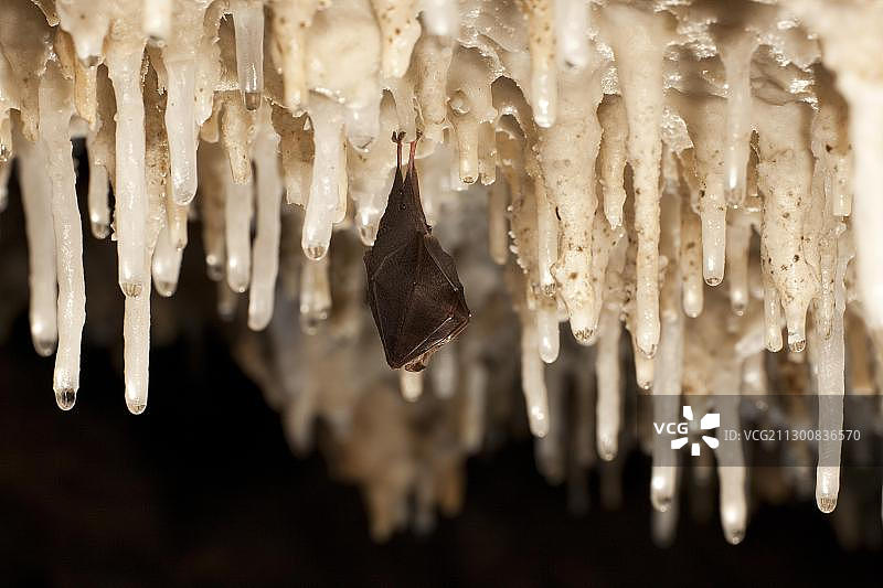 小蹄蝠栖息在意大利撒丁岛洞穴的钟乳石上图片素材