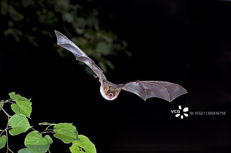 在德国图林根州飞行的大鼠耳蝠图片素材