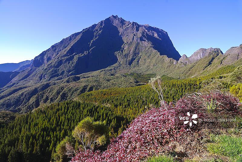 留尼汪岛萨拉济火山口内内日峰景色，前景是盛开的石楠图片素材
