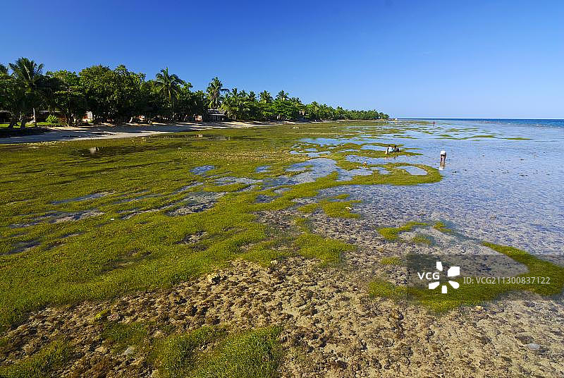 马达加斯加圣玛丽亚岛的清澈海水、藻类和沙滩图片素材