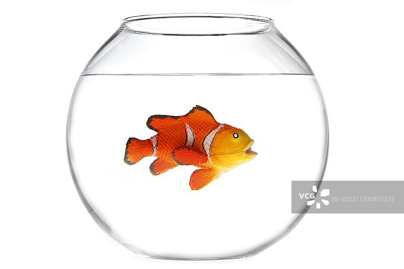 鱼缸里的玩具小丑鱼，插图图片素材