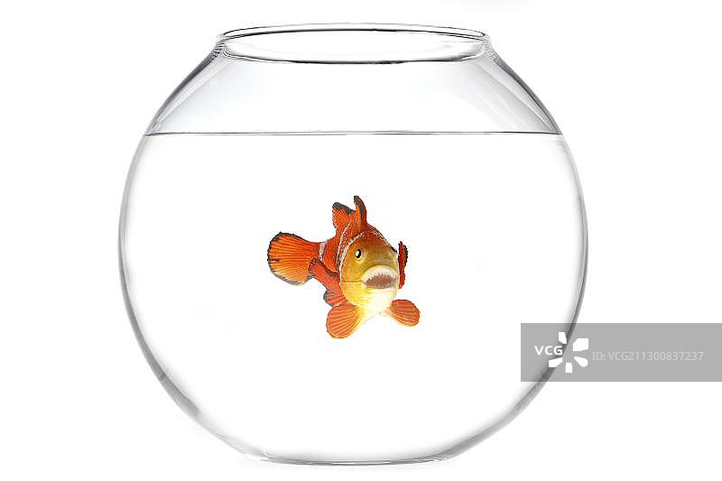 鱼缸里的玩具小丑鱼，插图图片素材