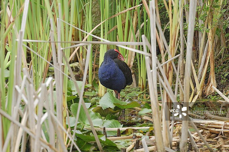 新西兰北岛汉密尔顿湖芦苇中的紫水鸡图片素材
