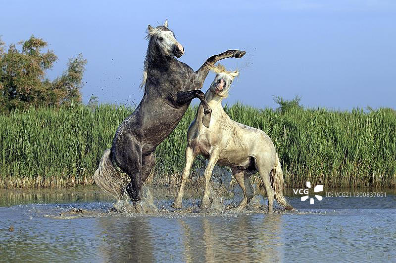 卡马格马（Equus caballus）在水中争斗，圣玛丽德拉梅尔，卡马格，法国，欧洲图片素材