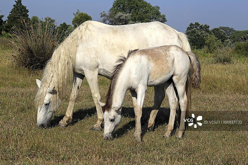 卡玛格马（Equus caballus），母马和小马驹，法国卡玛格圣玛丽德拉梅尔图片素材