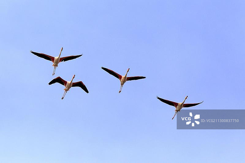 大红鹳群飞（法国卡玛格地区）图片素材