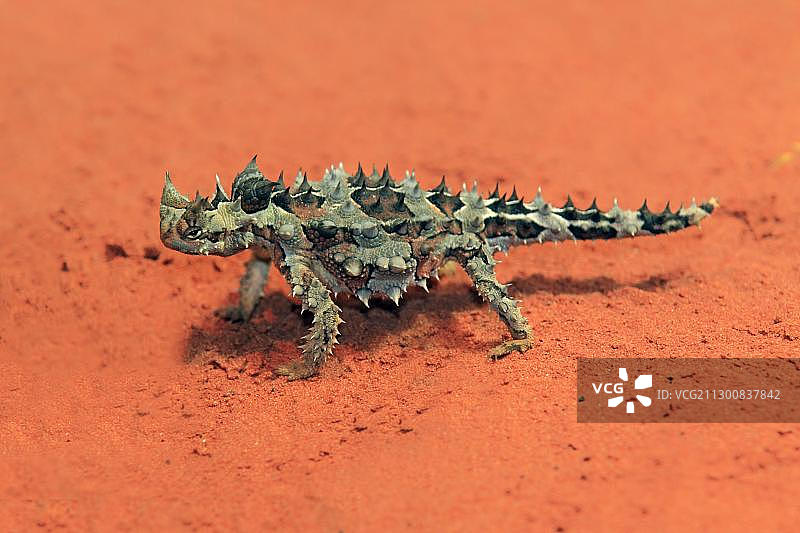 澳洲魔蜥（Moloch horridus）在澳大利亚北领地沙漠中觅食图片素材