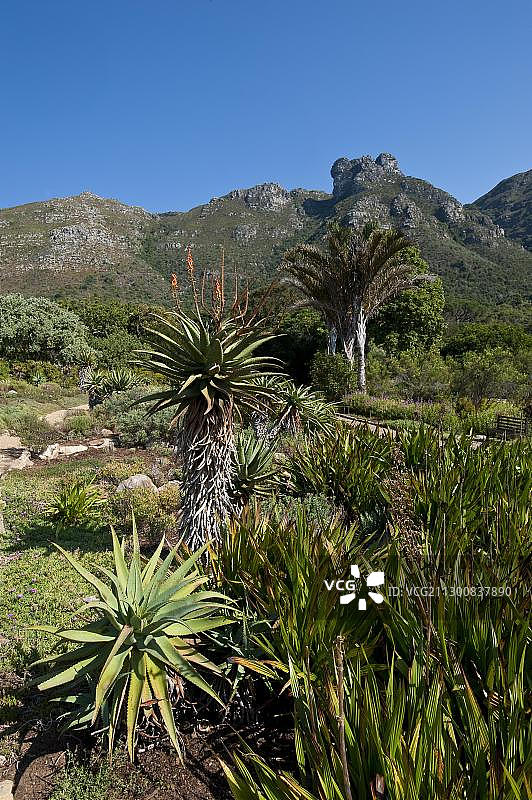 南非开普敦克斯坦博西植物园图片素材