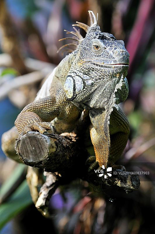 慕尼黑地狱动物园药草园中的绿鬣蜥图片素材
