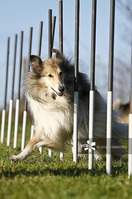 柯利犬跑过障碍赛道图片素材