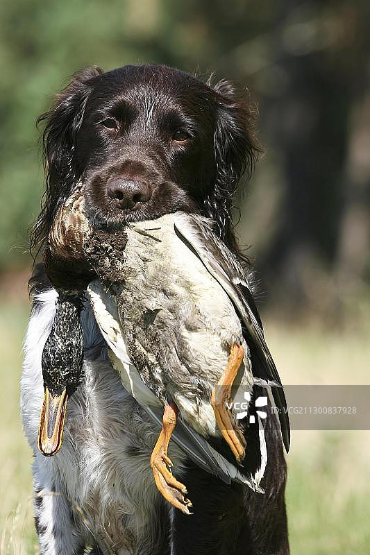 小型明斯特兰犬寻回鸭子图片素材