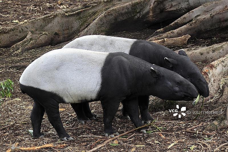 马来貘（印度貘），亚洲觅食图片素材