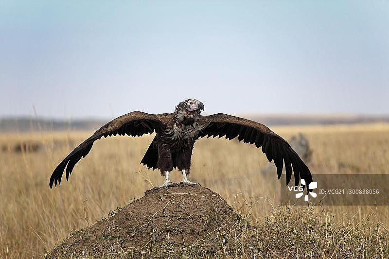 非洲肯尼亚马赛马拉，飞翔的皱脸秃鹫图片素材