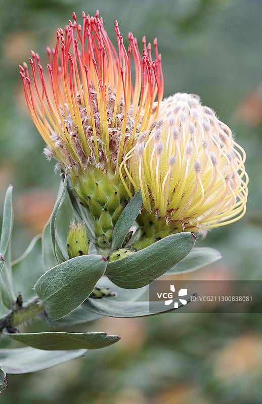 针垫花（红花风轮花）图片素材