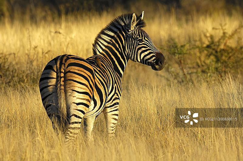 非洲南非马迪克韦野生动物保护区内的平原斑马图片素材