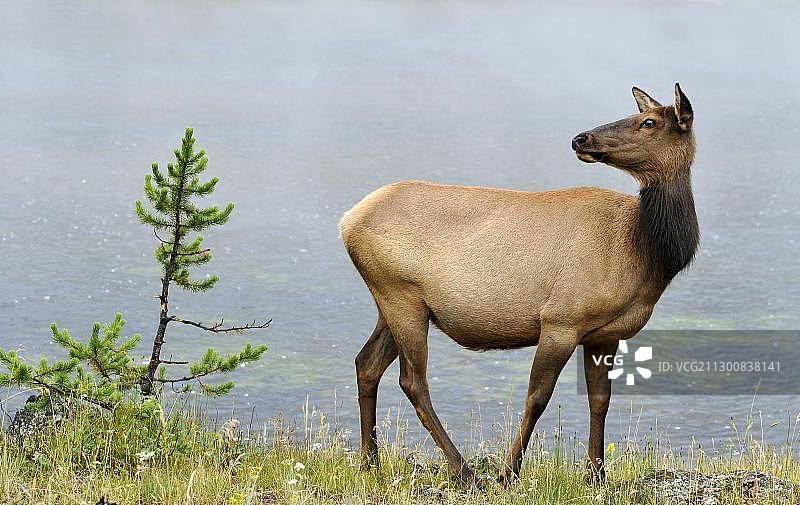 麋鹿，黄石国家公园，美国怀俄明州图片素材