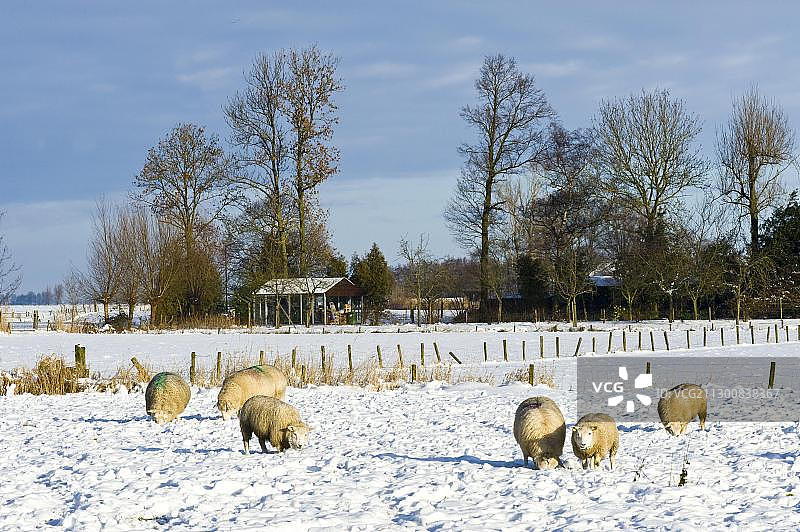 荷兰阿默斯福特雪地里的绵羊图片素材
