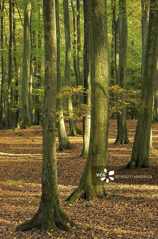 德国梅克伦堡-前波美拉尼亚吕根岛亚斯蒙德国家公园的秋天图片素材