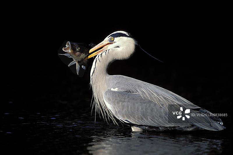 灰鹭（Ardea cinerea），猎物罗非鱼，南非夸祖鲁-纳塔尔省图片素材