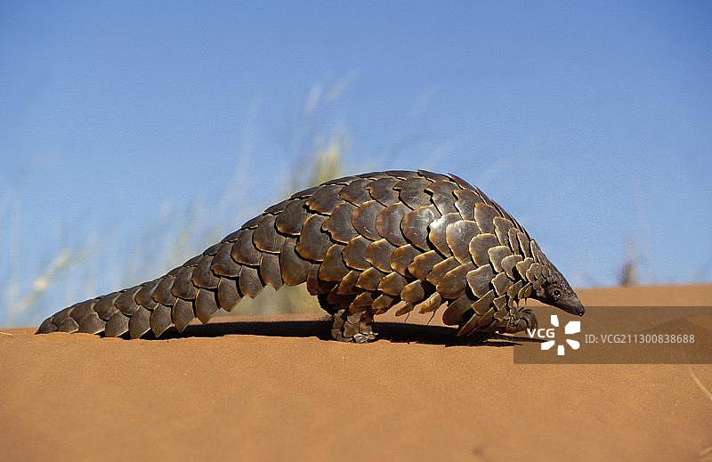 受到干扰时蜷缩成球的穿山甲，南非卡拉哈里图片素材