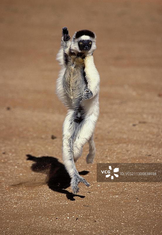 韦氏冕狐猴，马达加斯加贝伦蒂私人保护区图片素材