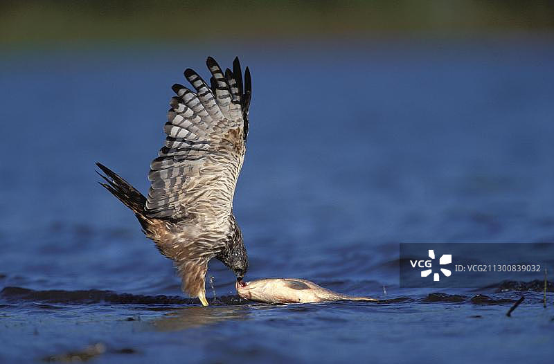 非洲沼泽鹞捕鱼，南非夸祖鲁-纳塔尔图片素材