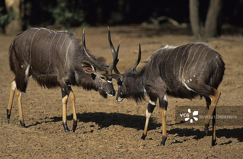 南非夸祖鲁-纳塔尔省姆库泽禁猎区内打斗的非洲小羚羊图片素材