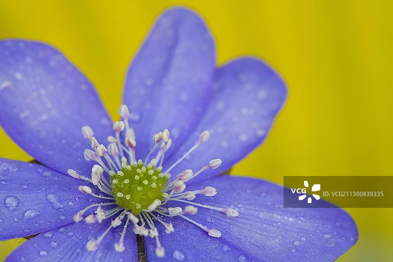 獐耳细辛（Hepatica nobilis）图片素材