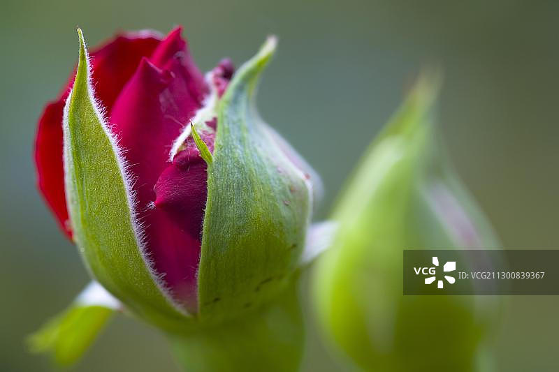 玫瑰花蕾（玫瑰属）图片素材