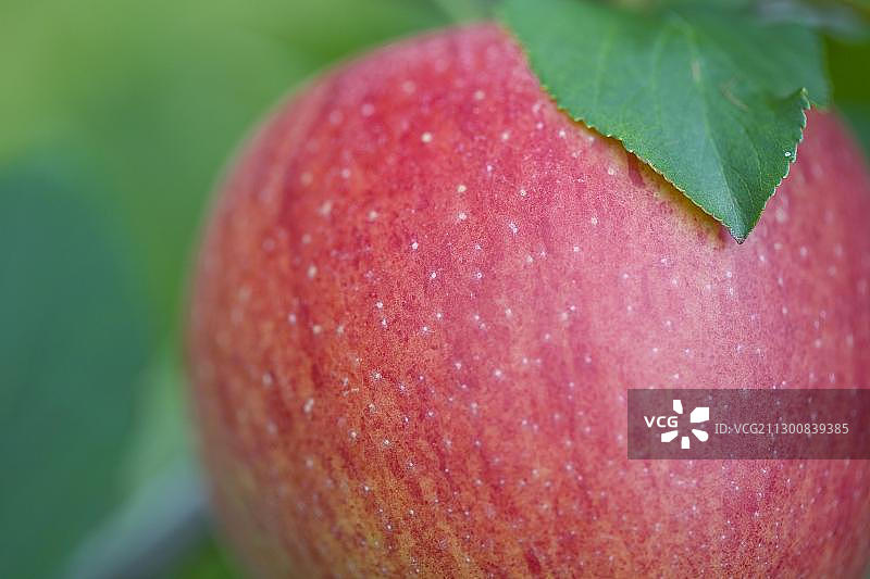 苹果属图片素材