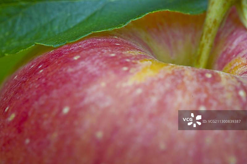 苹果属图片素材