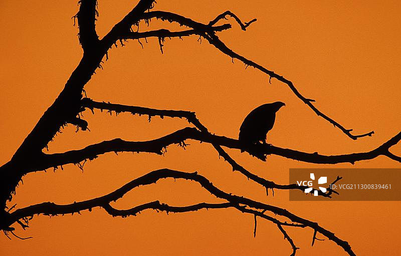 非洲海雕（Haliaeetus vocifer），黄昏时分，南非克鲁格国家公园，非洲图片素材