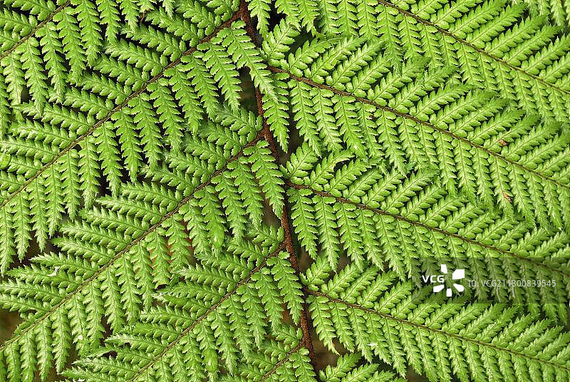 盾状鳞毛蕨（Polystichum vestitum），马瑟森湖，福克斯冰川镇，新西兰南岛，大洋洲图片素材