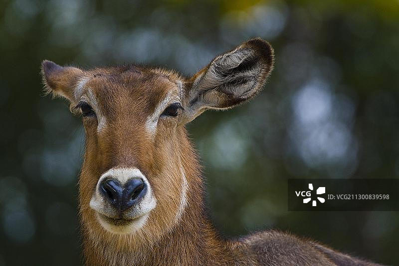 椭圆水羚图片素材