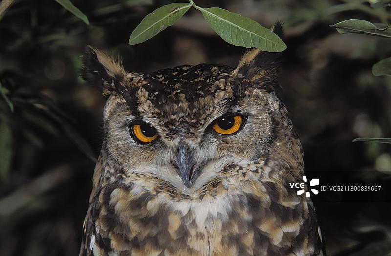 南非开普角雕鸮图片素材
