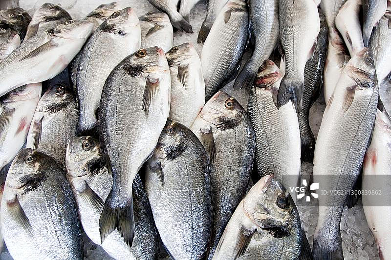葡萄牙马德拉丰沙尔鱼市的鲷鱼图片素材