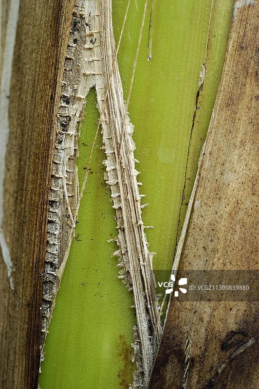 香蕉（Musa）的茎部细节图图片素材