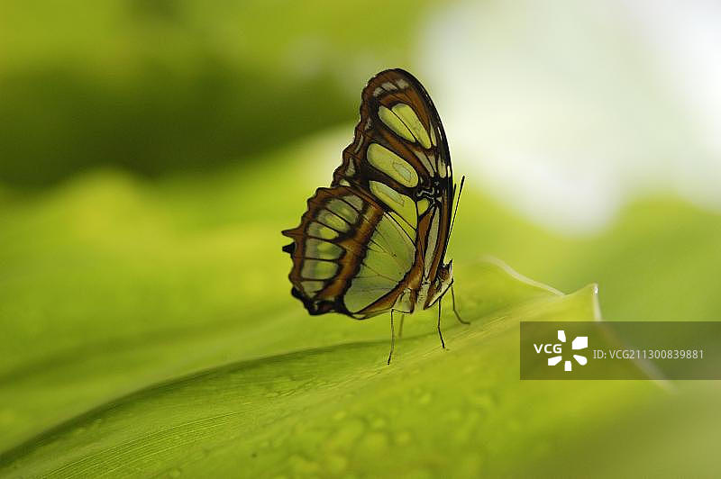 孔雀绿凤蝶图片素材