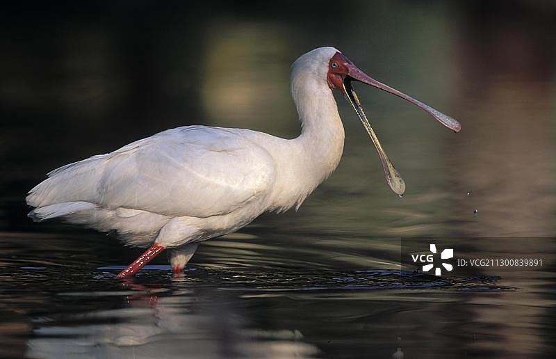 非洲琵鹭觅食，南非夸祖鲁-纳塔尔图片素材