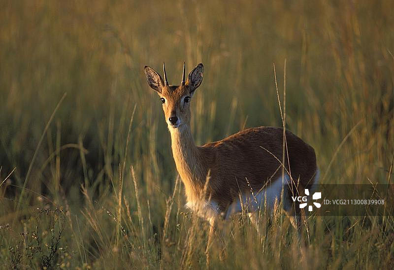 非洲小羚羊，濒危物种，南非夸祖鲁-纳塔尔省米德马尔自然保护区图片素材