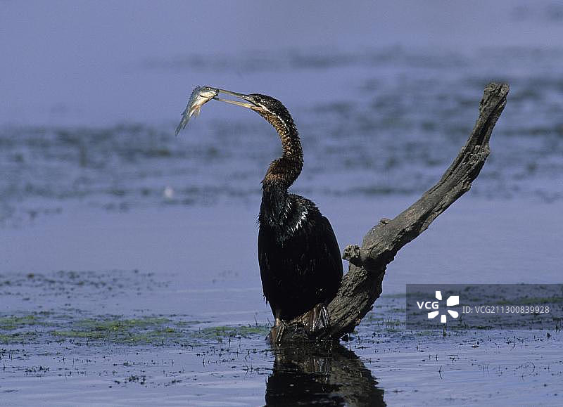 非洲蛇鹈，克鲁格国家公园，南非，非洲图片素材