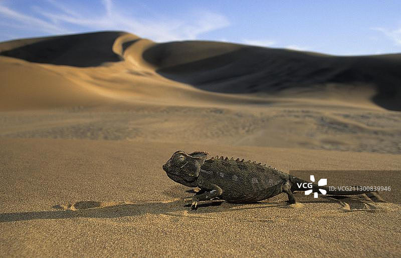 纳米比亚沙漠变色龙图片素材