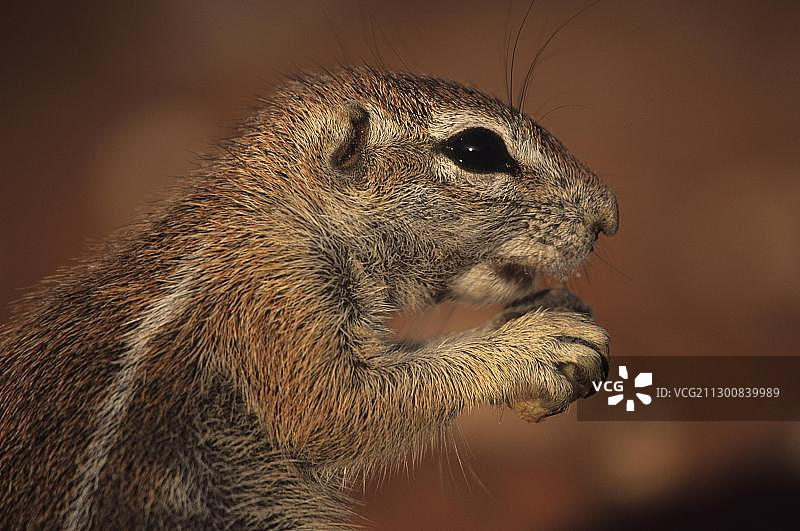 地松鼠（Xerus inauris），卡拉哈里跨国公园，南非，非洲图片素材