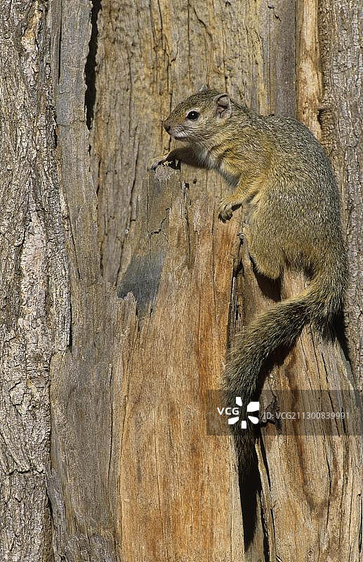 非洲树松鼠或史密斯丛林松鼠，克鲁格国家公园，南非，非洲图片素材