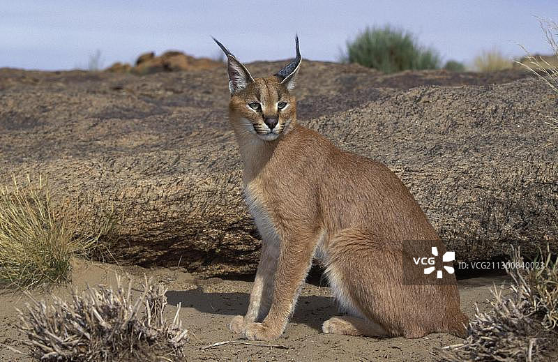 狞猫（Felis caracal），奥格拉比斯瀑布国家公园，北开普省，南非，非洲图片素材