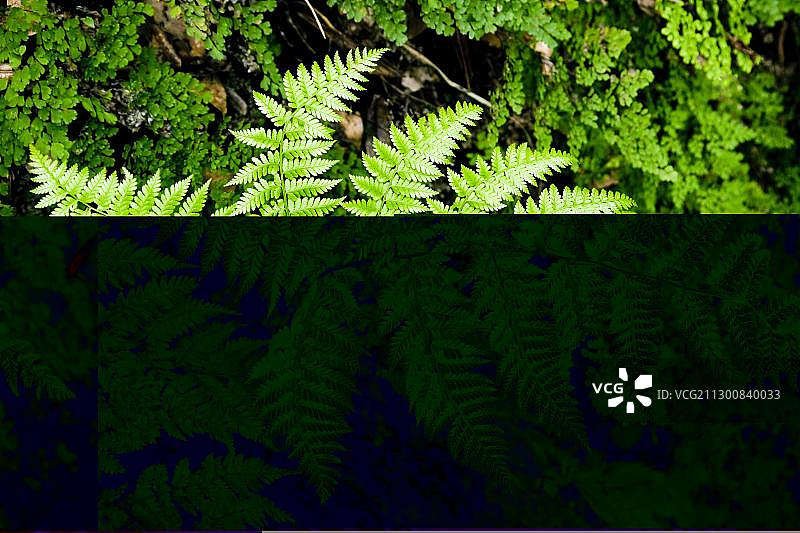 葡萄牙马德拉岛拉巴萨尔附近月桂树森林中的蕨类植物图片素材