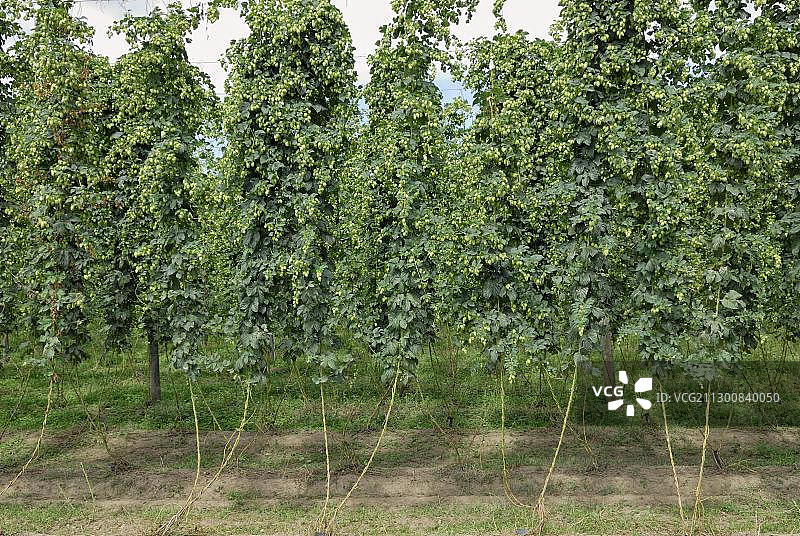 啤酒花种植园，莫图伊卡，60号公路，新西兰南岛图片素材