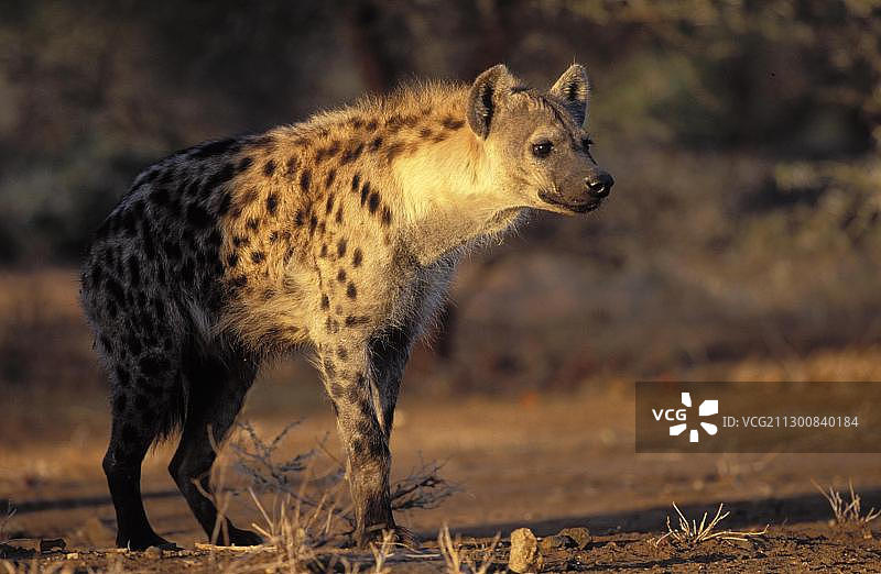 南非克鲁格国家公园的花斑鬣狗图片素材