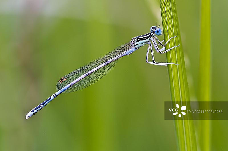 白腿豆娘，卡尔达罗，上阿迪杰，意大利，欧洲图片素材