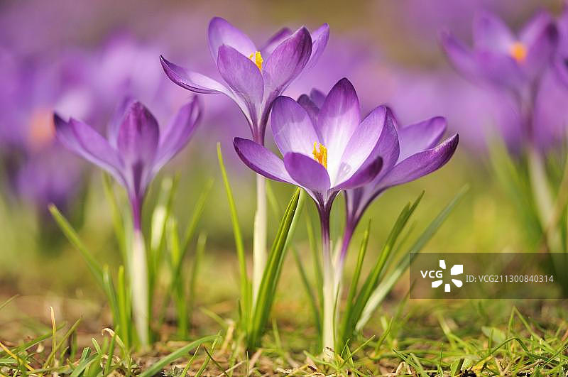 开放的紫色番红花，德国，欧洲图片素材